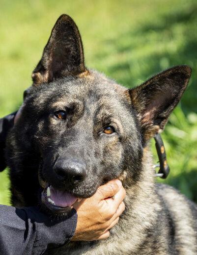 South Py gets K-9 officer